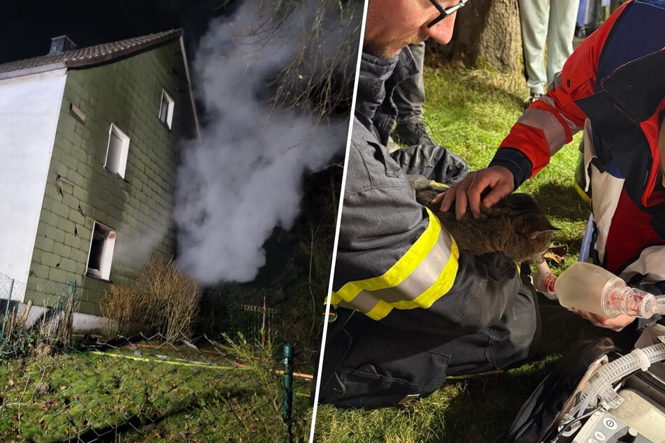 Glück im Unglück für zwei Katzen: Feuerwehr rettet Tiere bei Hausbrand
