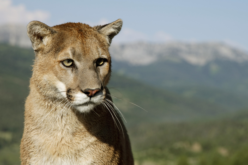 Pumas leben in Nord- und Südamerika und ernähren sich hauptsächlich von Elchen oder Hirschen. (Symbolbild)