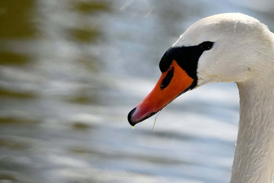 Der Schwan überlebte den Unfall nicht. (Symbolfoto)