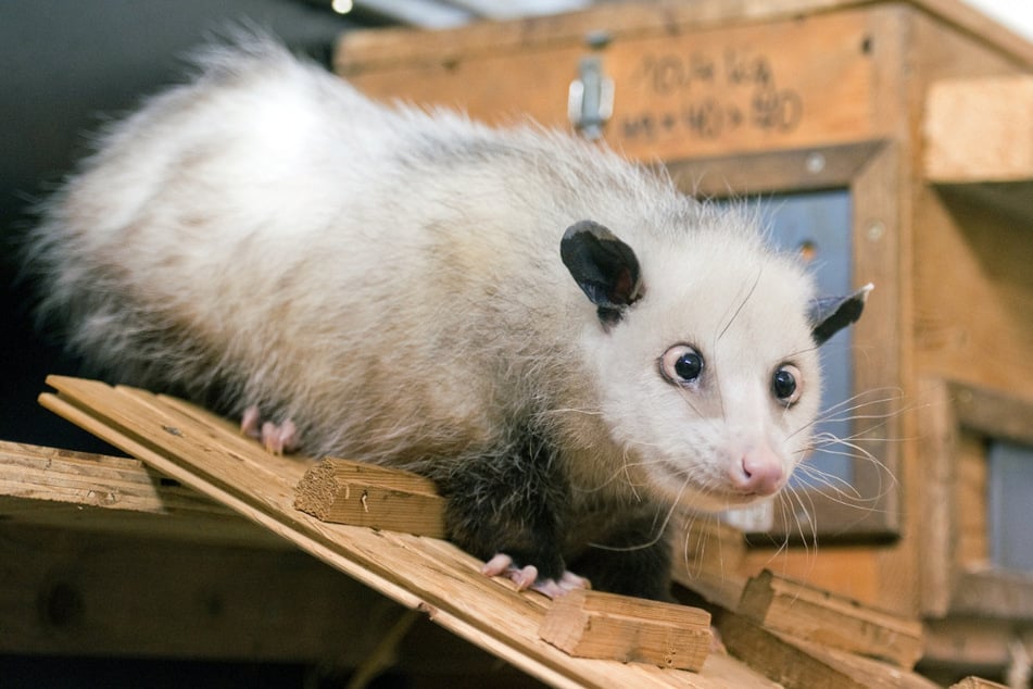 Das auf der ganzen Welt bekannte, schielende Opossum Heidi war einer der ersten Bewohner des Gondwanalands, lebte aber schon vorher im Leipziger Zoo.