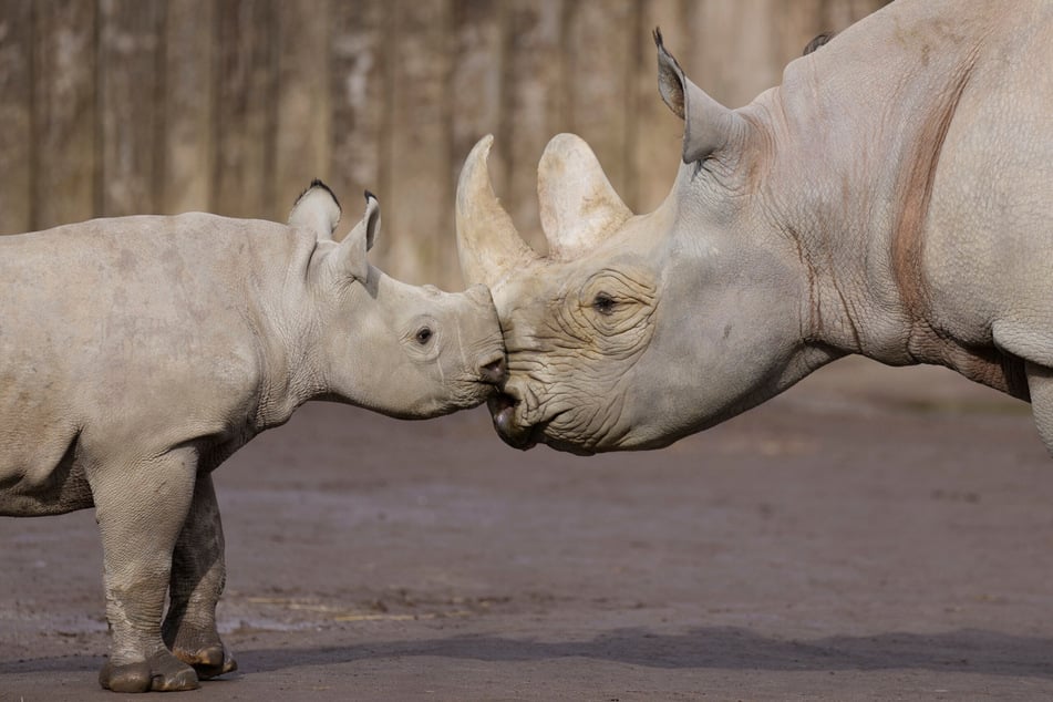 Im Zoo Magdeburg wird es zum Welt-Nashorntag informativ. (Symbolbild)