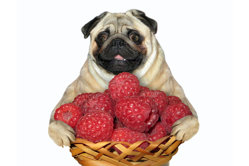 Raspberries are safe for dogs, but only in small quantities.