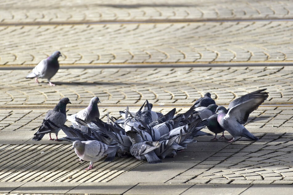 Tauben auf Futtersuche in Chemnitz: Gerade am Hauptbahnhof und an der "Zenti" sehen Tierschützer Handlungsbedarf.