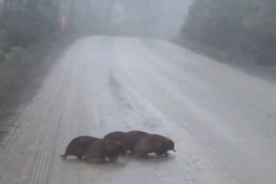 Was watschelten denn da für süße Tiere über die Straße?