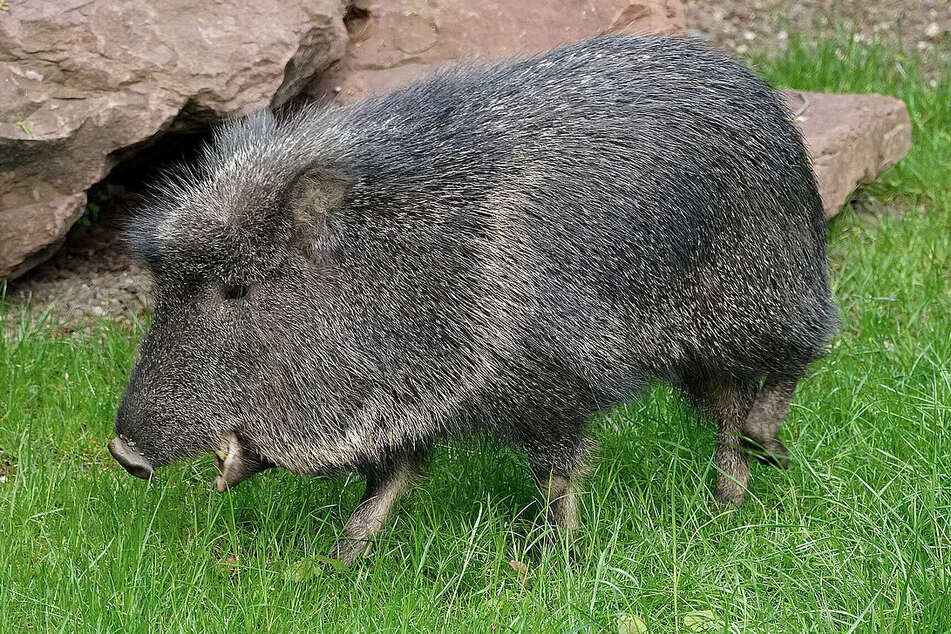 So sehen die ausgewachsenen Nabelschweine aus.