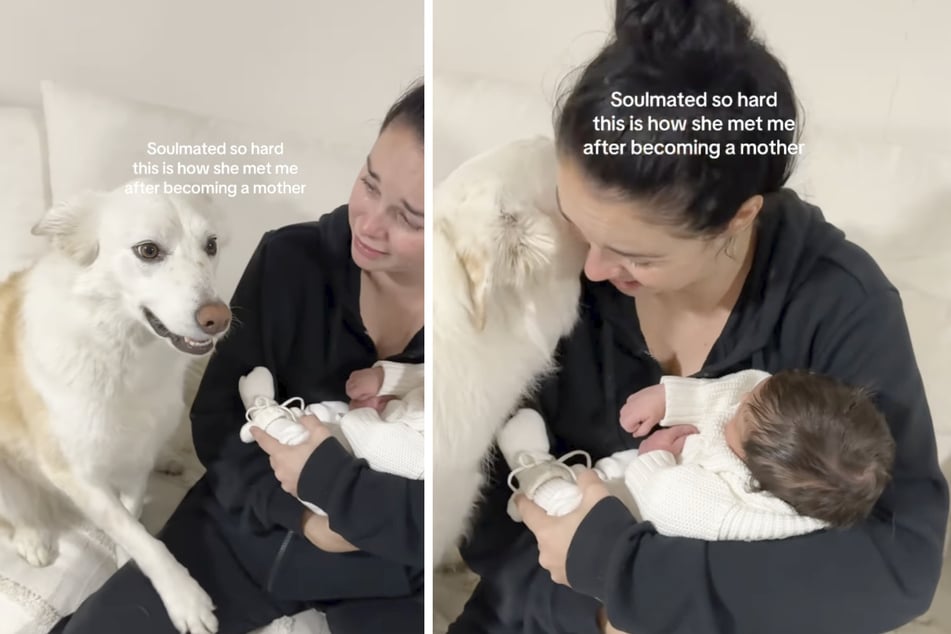 Denn der Border Collie sorgte sich vor allem um sein Frauchen.