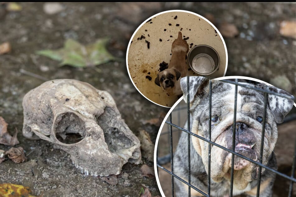 Zwischen Blut, Kot und Kadavern: Tierheim quält unzählige Bewohner zu Tode, um Spenden abzusahnen