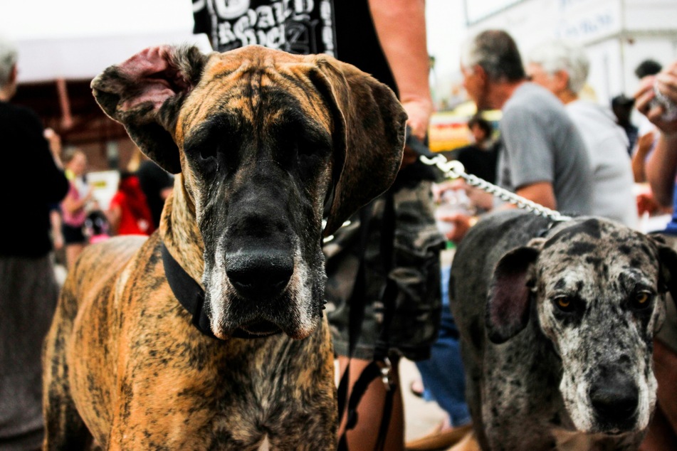 Great danes are often absolutely huge, and are considered by some to be the biggest.