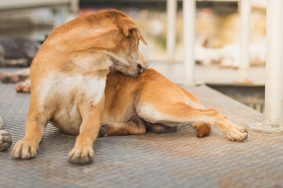 Ein Lausbefall bei Hunden geht mit starkem Juckreiz einher.