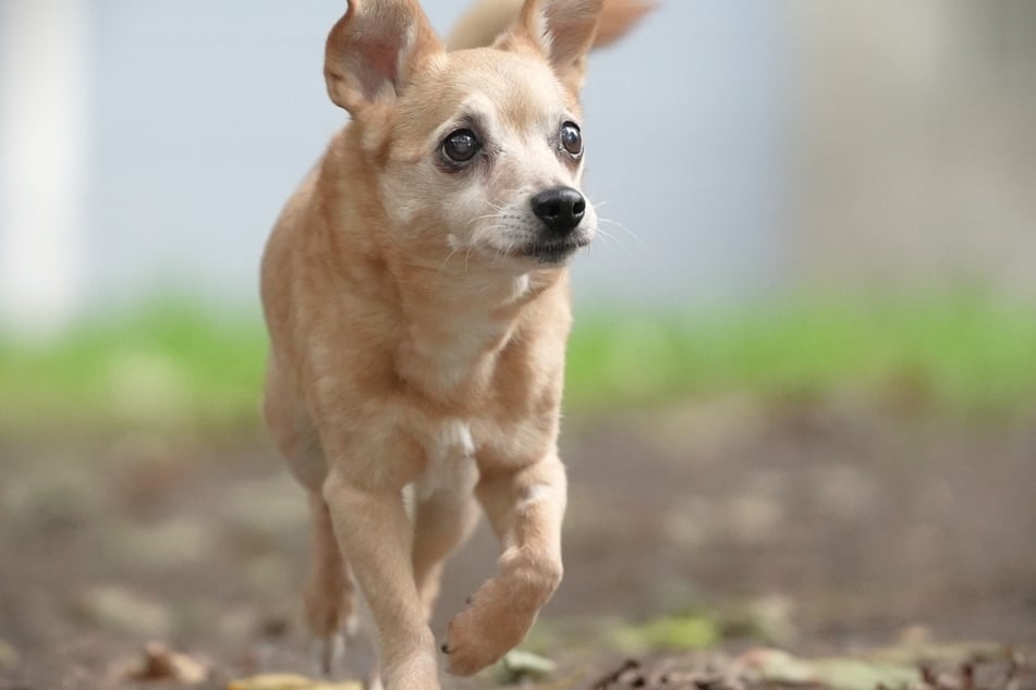Chihuahua-Pinscher-Mix Melly ist aktuell im Hamburger Franziskus-Tierheim untergebracht.