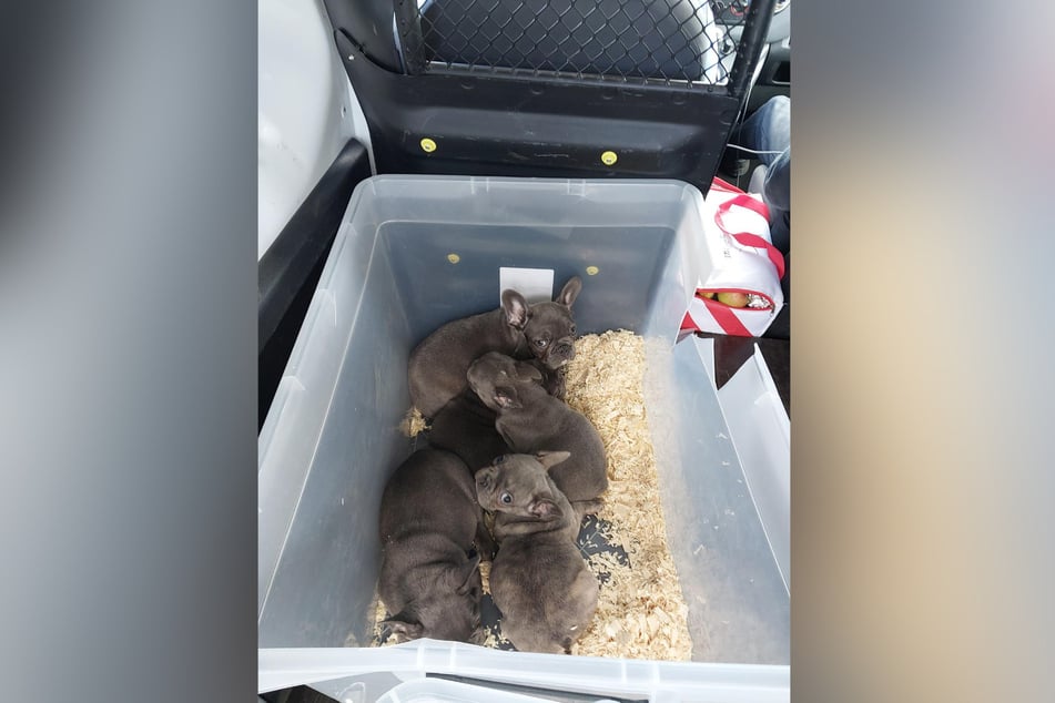 Die kleinen Welpen wurden in unwürdigen Plastikkisten zusammengepfercht.