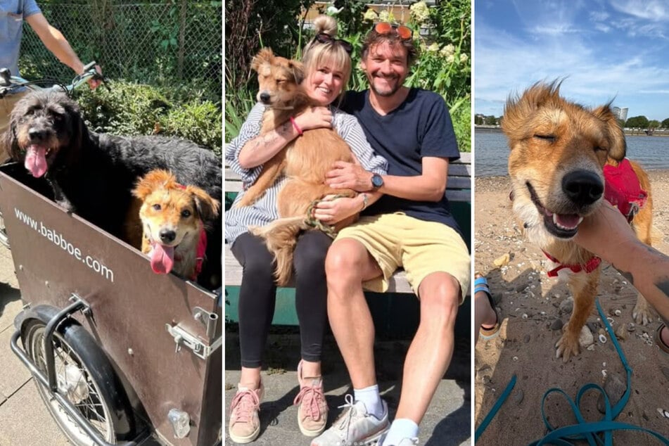 Die Bilder von Dingo und seinen neuen Besitzern zeigen, wie glücklich er bei seiner neuen Familie jetzt ist.
