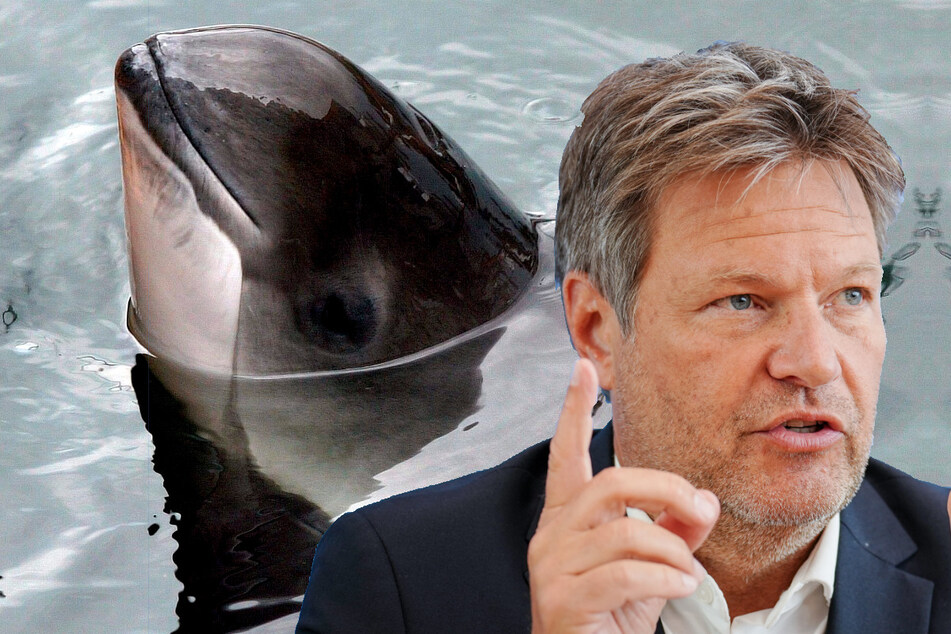 Wirtschaftsminister Robert Habeck (52, Grüne) hat ein Herz für Schweinswale.