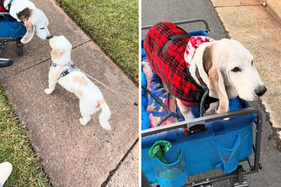 Dog meets his old fur friend in the sweetest TikTok reunion