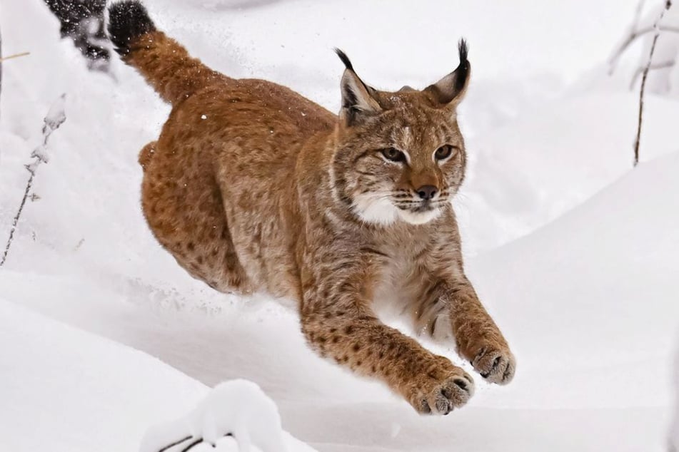 Luchse sind in Baden-Württemberg auch in freier Wildbahn zu sichten. (Symbolfoto)
