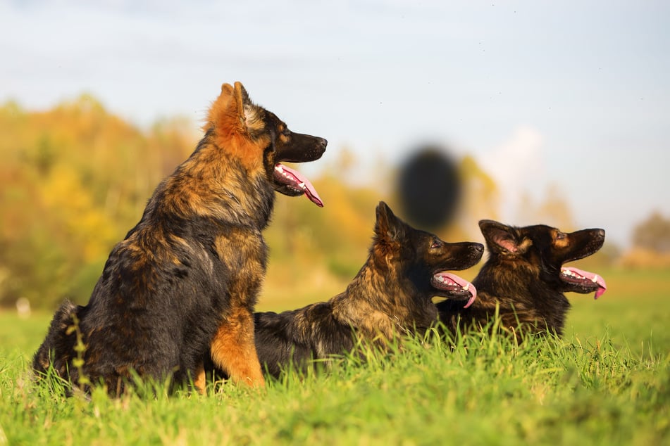 Hunde greifen Landwirt an: Mann erleidet mehrere Bissverletzungen