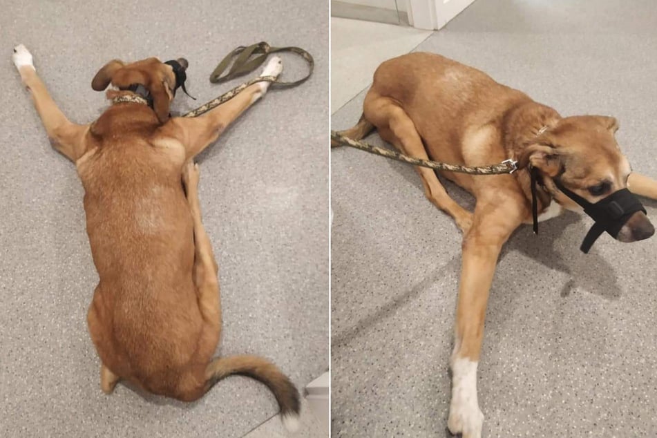 The dog was tortured by his 16-year-old owner for at least six months.