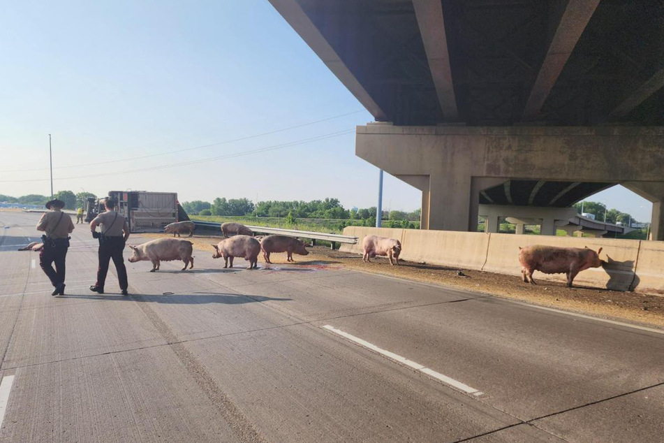 Escaped hogs blocked traffic on a Minnesota highway after the truck they were in flipped over on the road.
