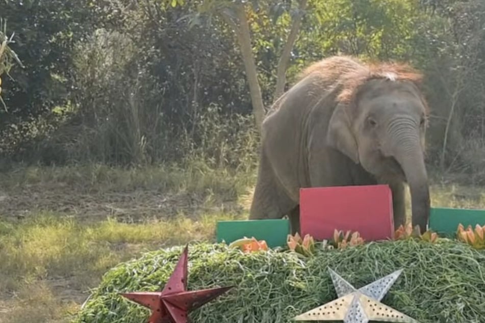 Elefantin Bani konnte nach Unfall nicht mehr laufen: Jetzt feiert der Dickhäuter Weihnachten