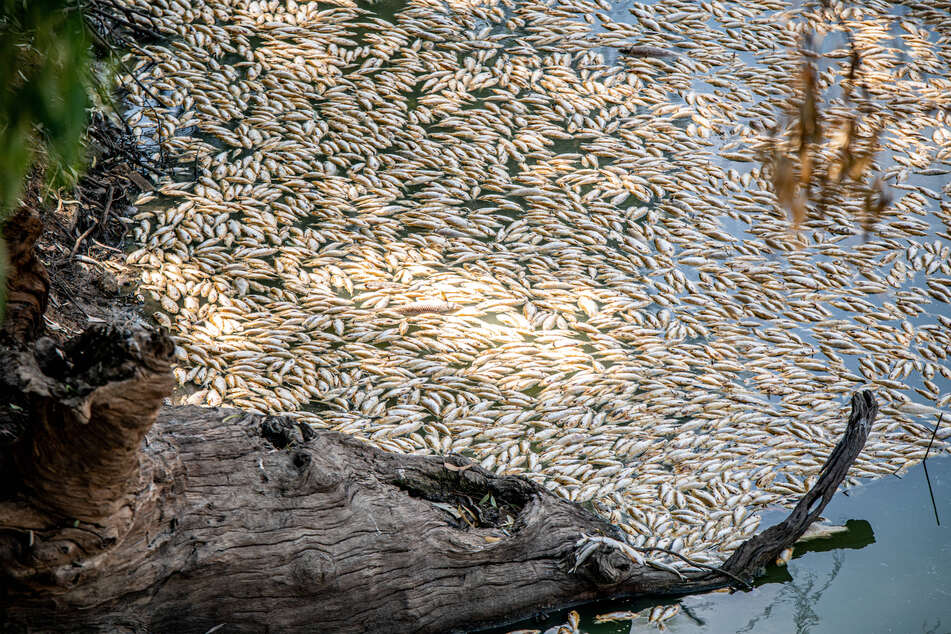 As a result of human actions, millions of fish are dying in our freshwater ecosystems.