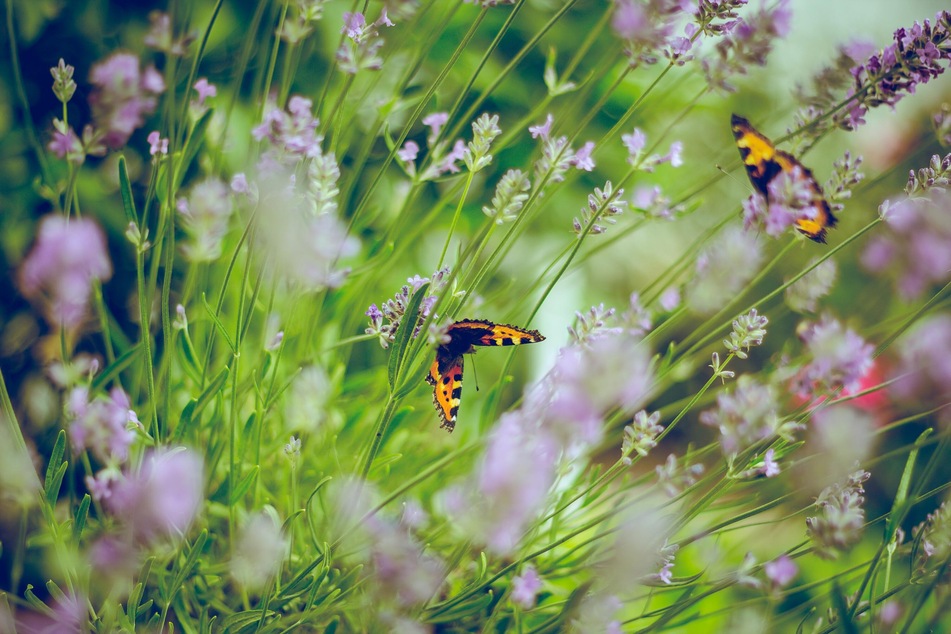 Lavender and the "scaredy cat plant" will keep cats away from the garden.