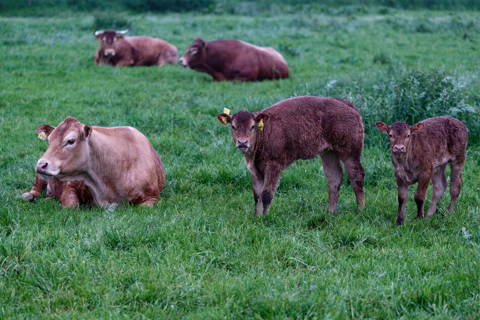 15 Kälber sind bei einem Scheunenbrand im Kreis Nordfriesland gestorben. (Archivbild)