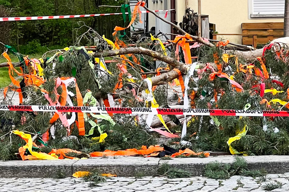 Das Bild zeigt die geschmückte Spitze des umgestürzten Maibaums im unterfränkischen Obernbreit im Landkreis Kitzingen - zwei Männer wurden bei dem Unfall verwundet, darunter ein 22-Jähriger, der schwere Verletzungen erlitt.