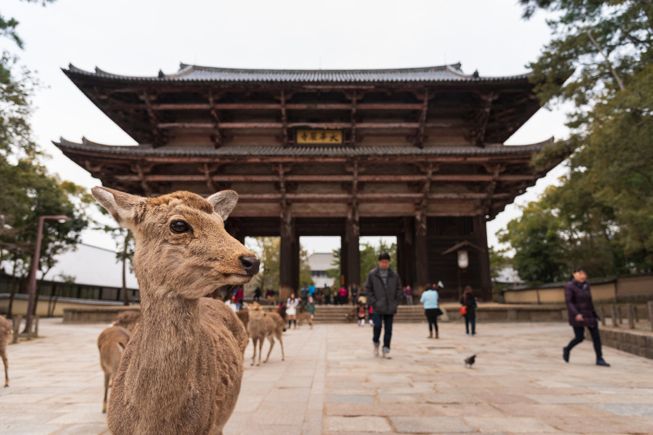 Nara ist für seine vielen alten Tempel bekannt. In der einstigen Hauptstadt Japans tummeln sich neben etlichen Touristen aus aller Welt auch die berühmten Rehe, die nicht vom Stadtbild wegzudenken sind. (Symbolfoto)