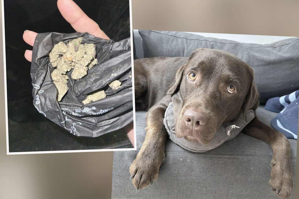 Hundeköder im Waldstraßenviertel entdeckt: Labrador Hugo nach giftigem Snack beim Tierarzt