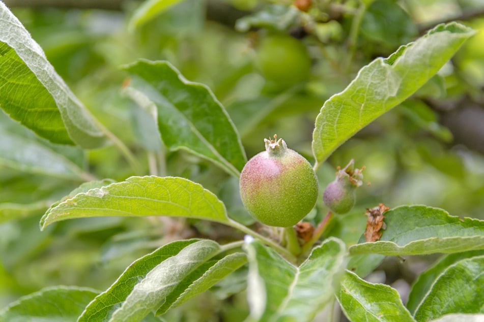 Ohne Blüte keine Frucht: Ein Apfelbaum trägt nicht, wenn man ihn nicht zum Blühen bringen kann.