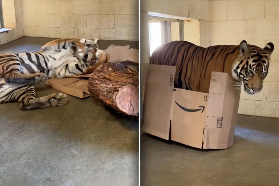 El tigre recibe una caja: lo que hace después hace que muchos piensen lo mismo.
