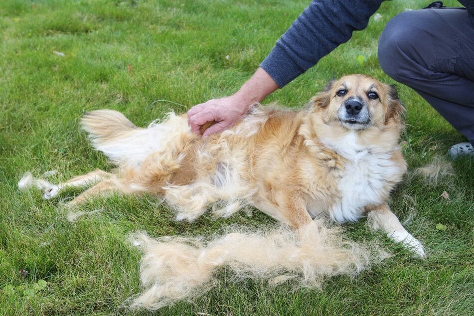 Um keine lästigen Fellbüschel in den eigenen vier Wänden zu verteilen, bürsten Hundehalter das Fell ihrer Vierbeiner gern im Freien aus, doch die Haarknäuel stellen eine Gefahr für andere Tiere dar.