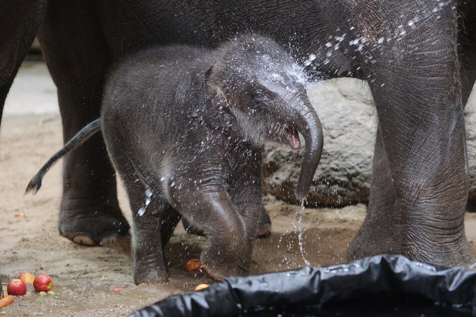 Der knapp zwei Monate alte Elefantenbulle Akito ist eine absolute Wasserratte...