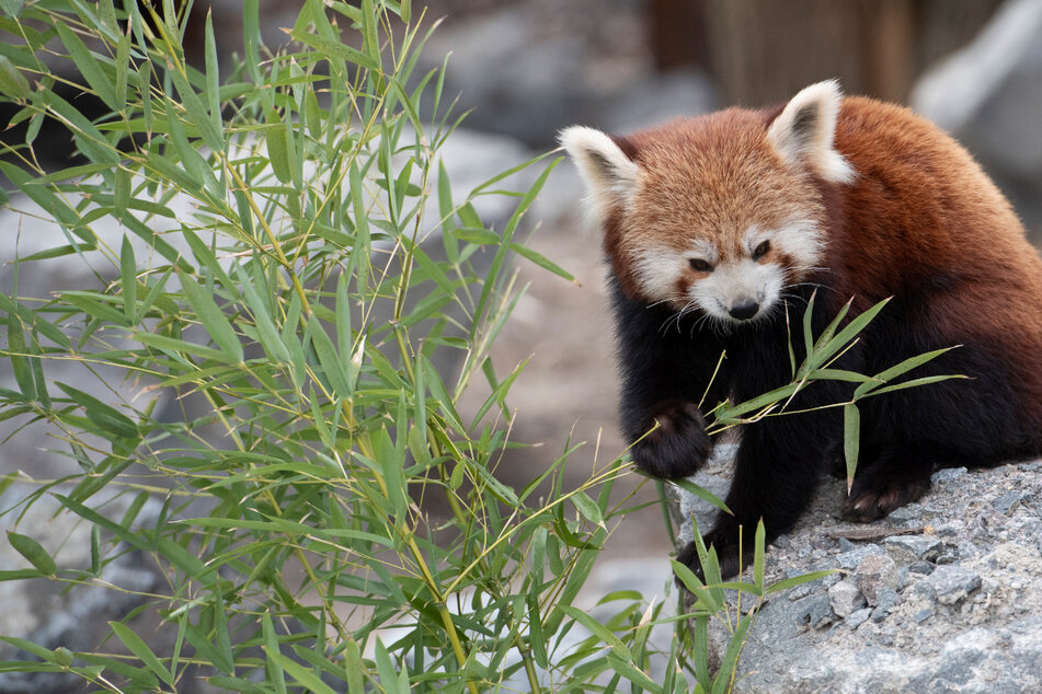 Roter Panda entkommt aus Zoo und löst Polizeieinsatz aus