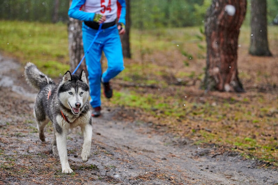 Schäferhund-Husky-Mischlinge müssen sowohl körperlich als auch geistig ausgelastet werden.