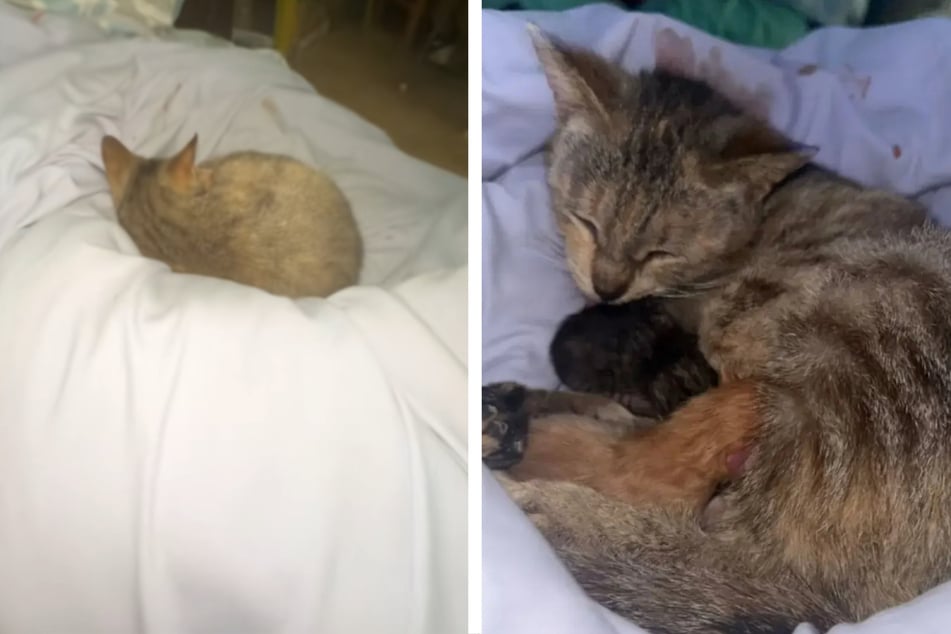 Zusammen mit ihrer Katze erlebte Ash eine unerwartete Überraschung.