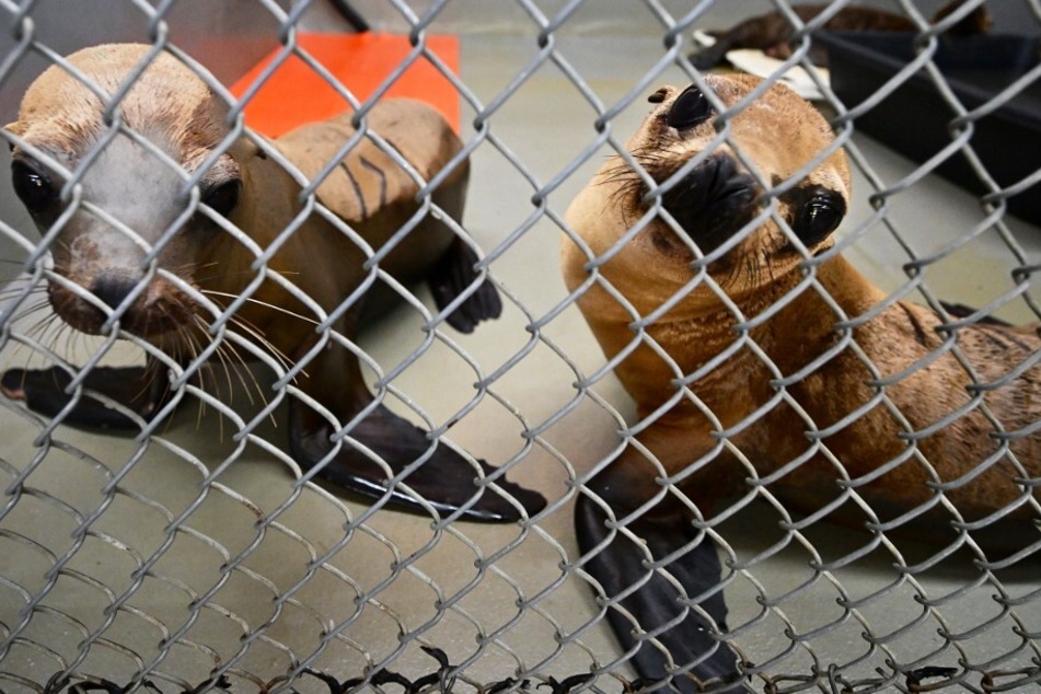 Sea lions in recovery look out of their enclosure at the Channel Islands Marine and Wildlife Institute.