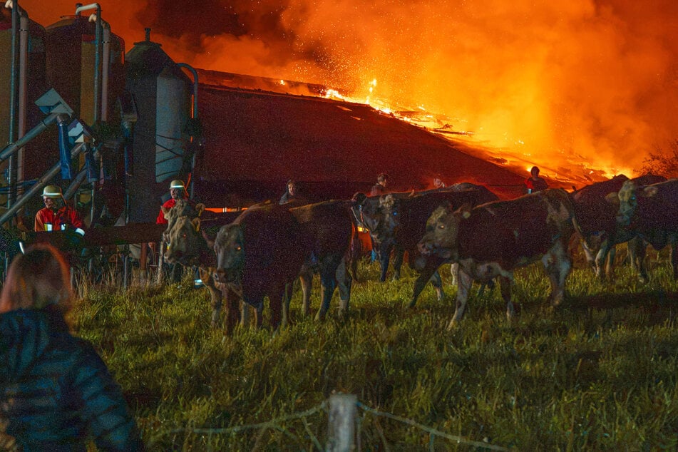 Kuhstall brennt lichterloh: Tiere fliehen kreuz und quer in die Nacht