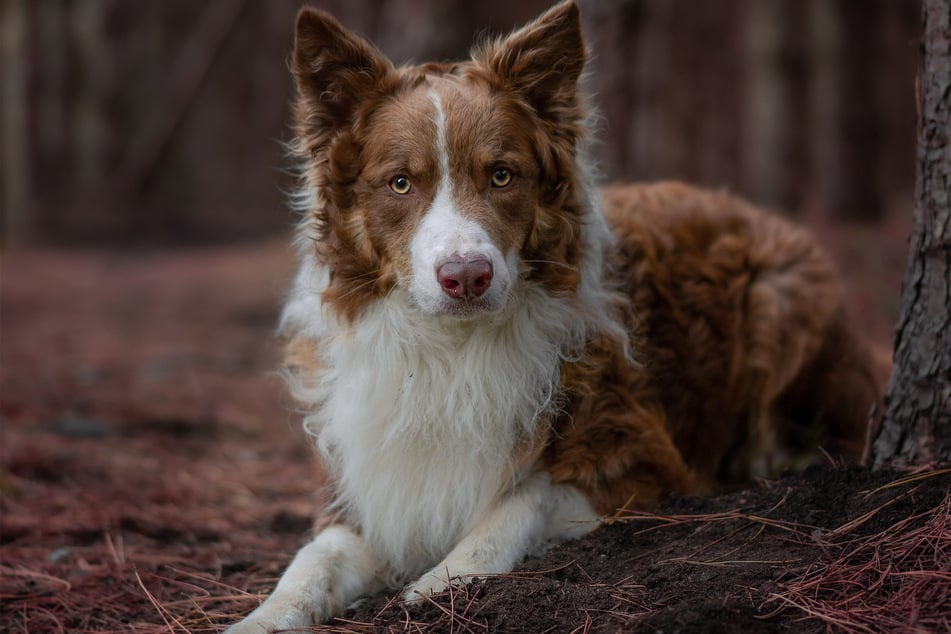 Border Collies are difficult but incredibly smart medium-sized doggos!