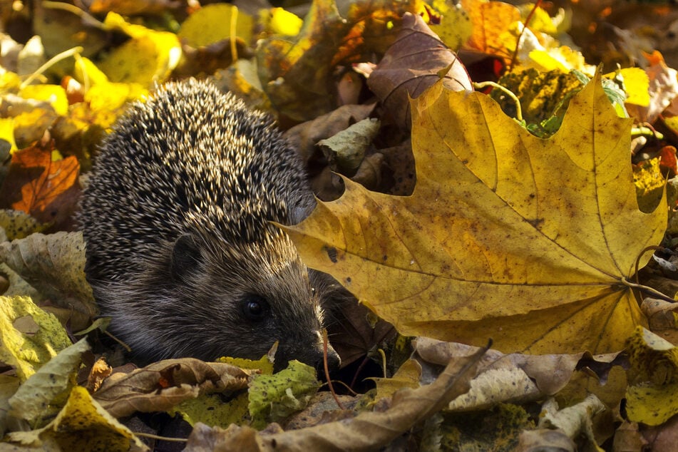 Für die Tiere und zum Pflanzenschutz sollte man Laub im Garten liegen lassen.