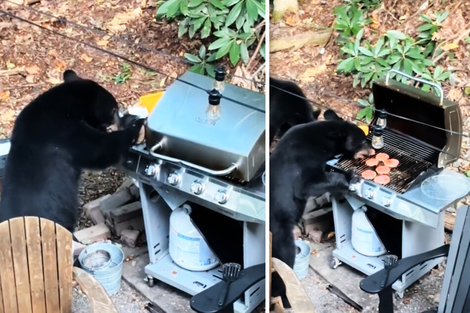 Angezogen von leckerem Duft öffnete einer der Bären den Grill und bediente sich am Abendessen einer Familie.