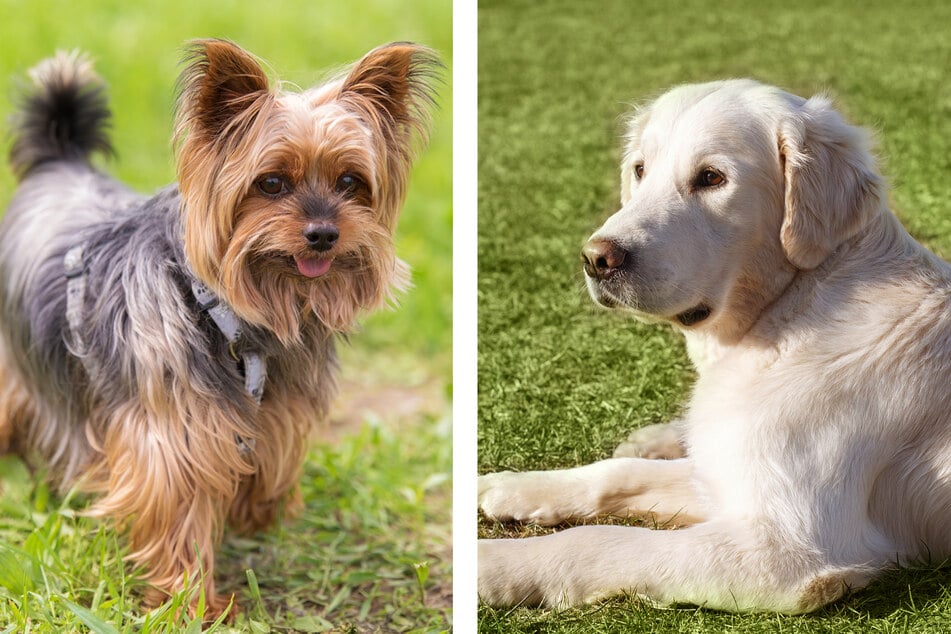 Auch der kleine Yorkshire Terrier und der vergleichsweise große Golden Retriever können gemeinsam Eltern werden. (Symbolbilder)