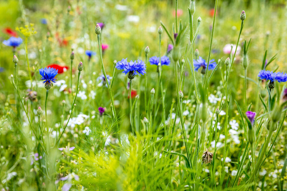 Saatgut abgelaufen? Für eine dichte, volle Blumenwiese sät man am besten Samenkörner mit hoher Keimkraft.