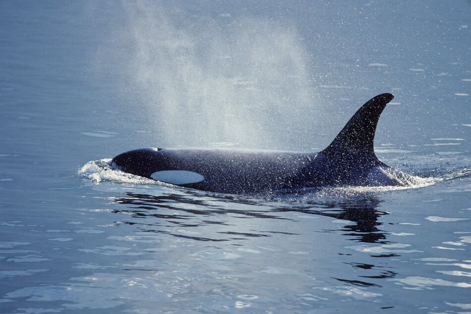 Orcas are rarely seen off the coast of California.