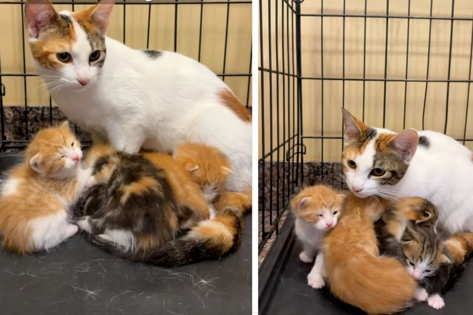 Katze "Muffin" landete zusammen mit fünf Katzenbabys im Tierheim. Man nahm an, dass sie die Mutter der Kleinen sei.