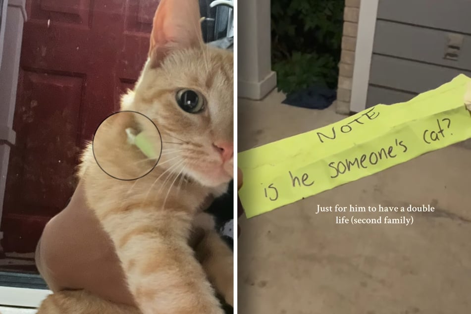 Eines Tages kam Rango mit dieser Nachricht am Halsband zurück. "Ist das die Katze von jemandem?", steht darauf geschrieben.