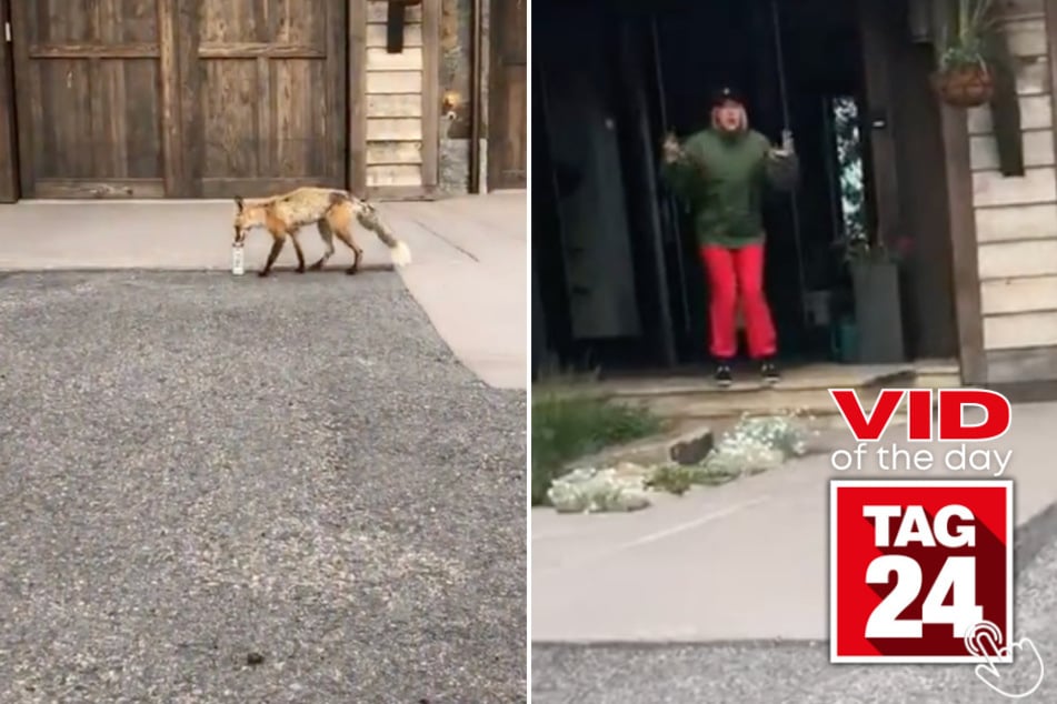 Today's Viral Video of the Day features a girl on TikTok who had a stroke of bad luck when a wild animal took a tinkle on her drink!