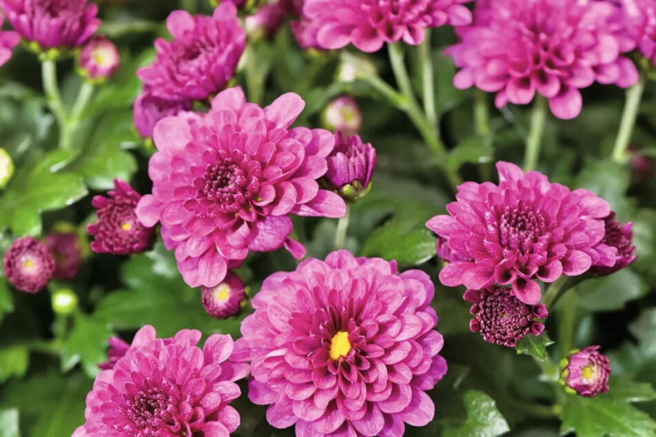 Diese hübschen violetten Chrysanthemen gibt es im Onlineshop von Poetschke.