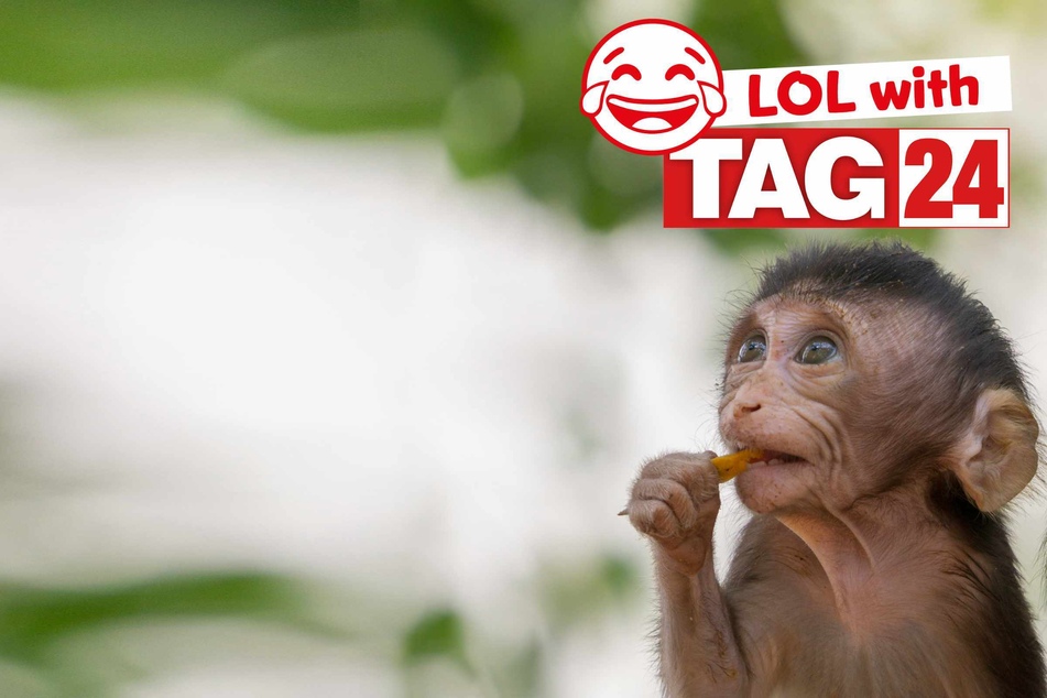 Joke of the Night for March 5, 2026: Some monkeying around!