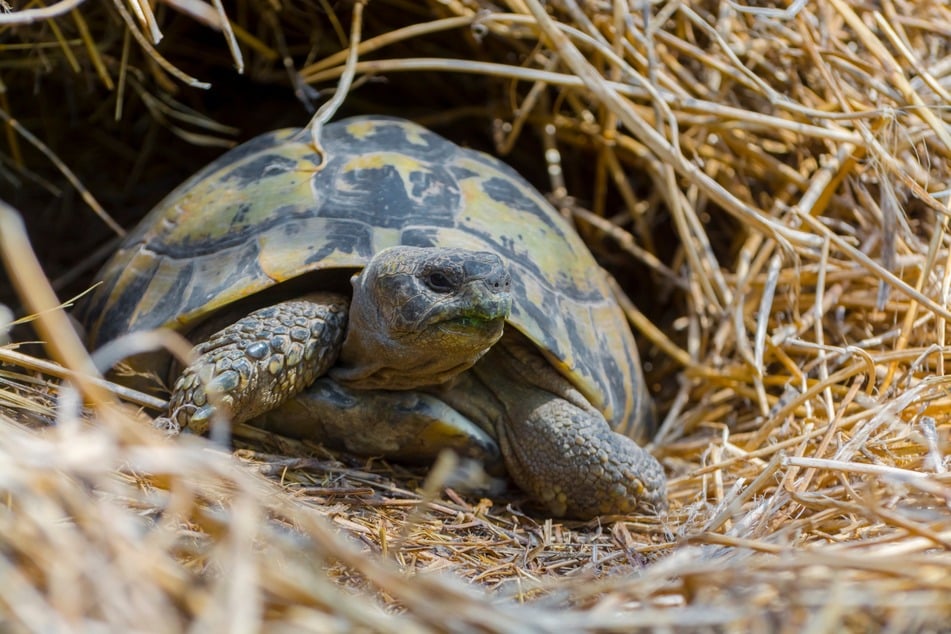 Natürliches Licht sowie Sonnenwärme sind ideal für Schildkröten.